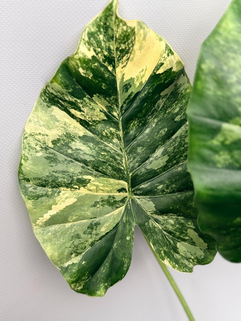 Alocasia Odora Variegata Aurea 04