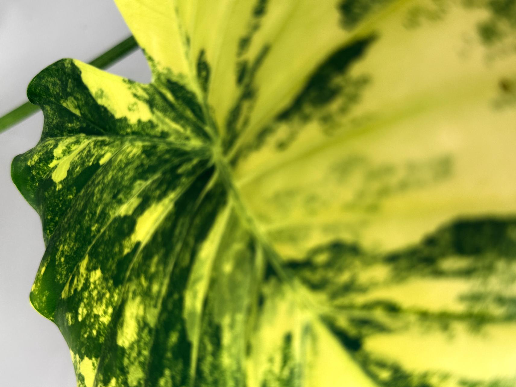 Alocasia Odora Variegata Aurea 05