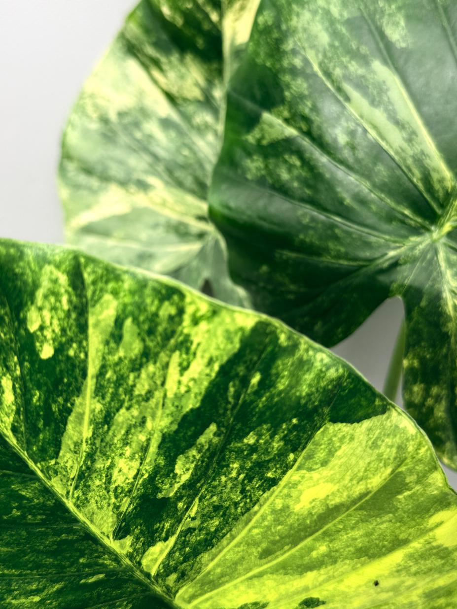Alocasia Odora Variegata Aurea 06