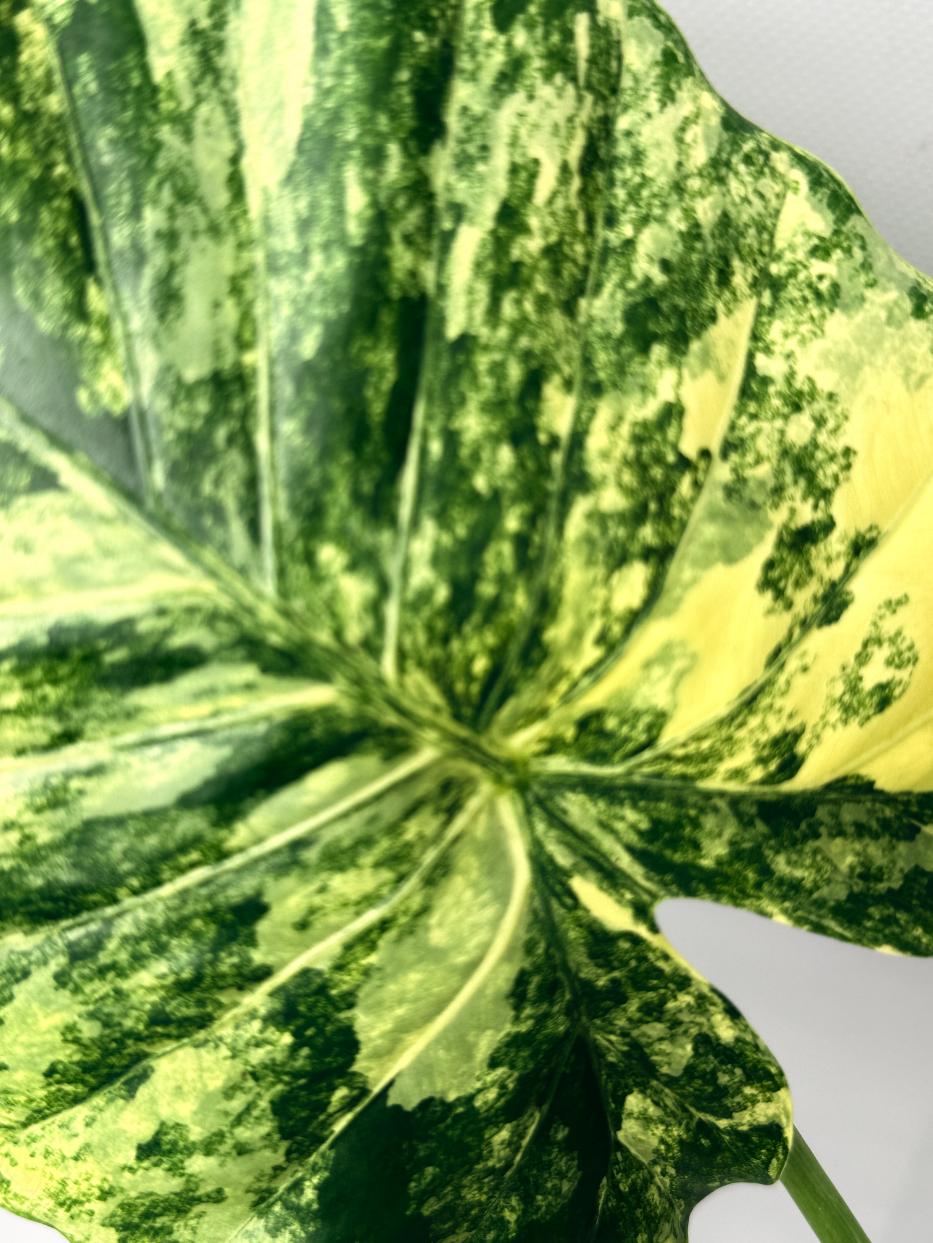 Alocasia Odora Variegata Aurea 07