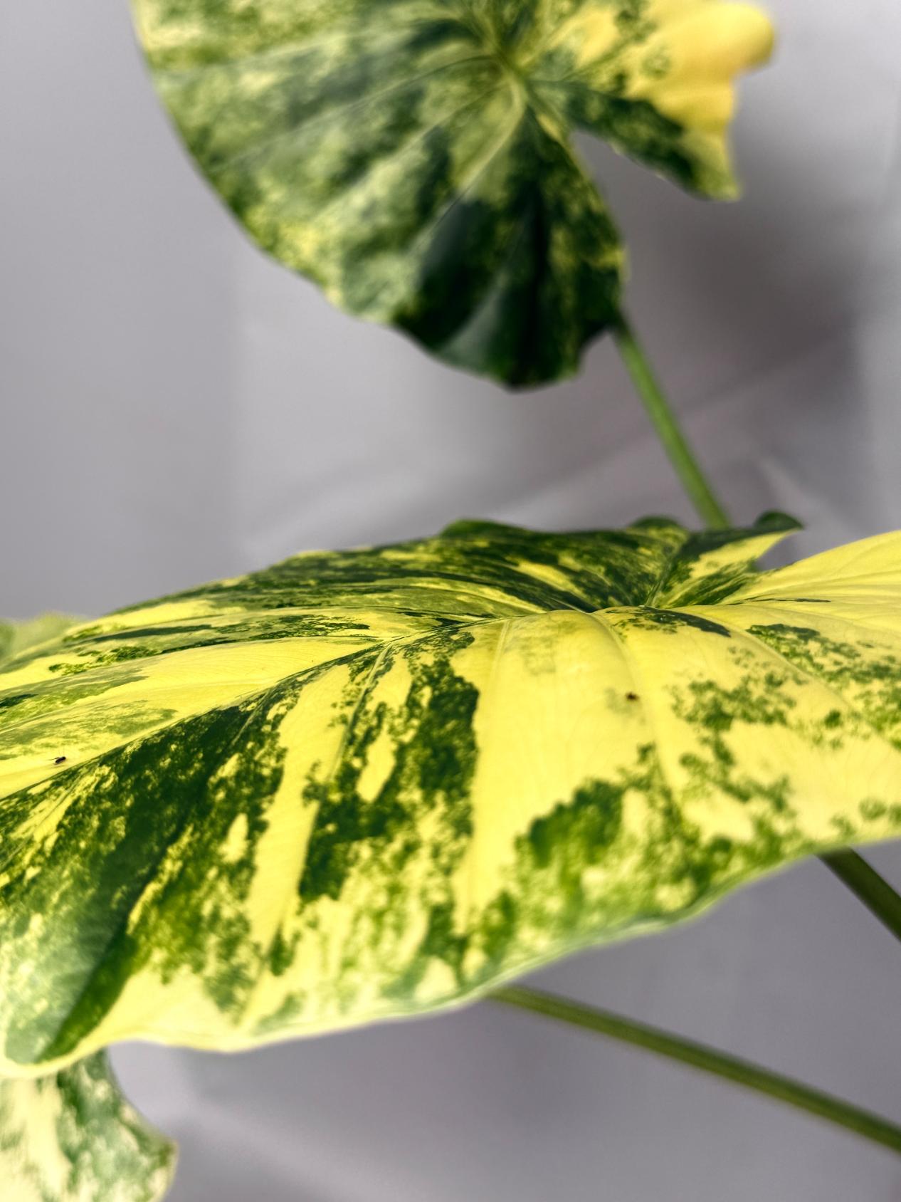 Alocasia Odora Variegata Aurea 08