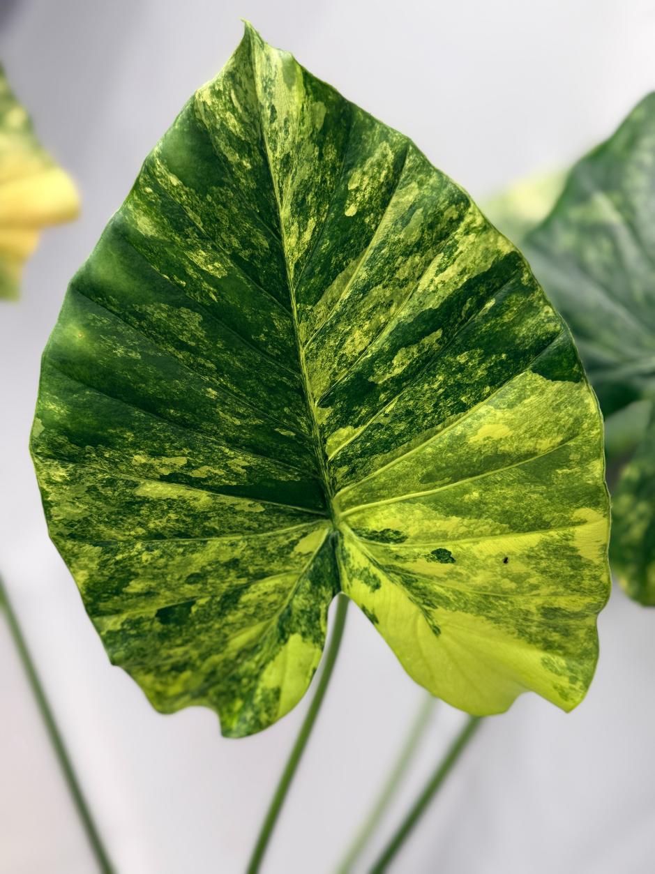 Alocasia Odora Variegata Aurea 02