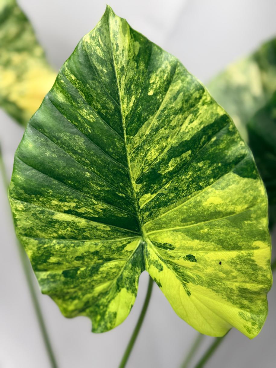 Alocasia Odora Variegata Aurea 03