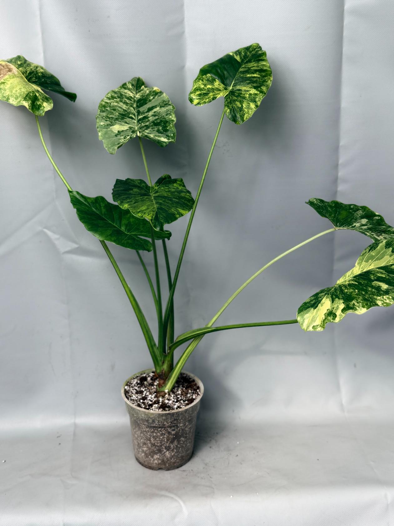 Alocasia Odora Variegata Aurea XL 01