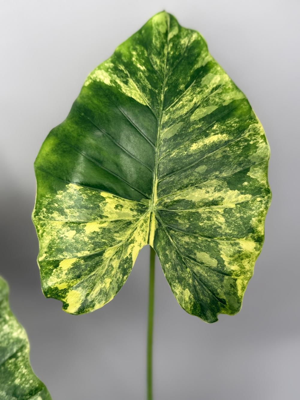 Alocasia Odora Variegata Aurea XL 02