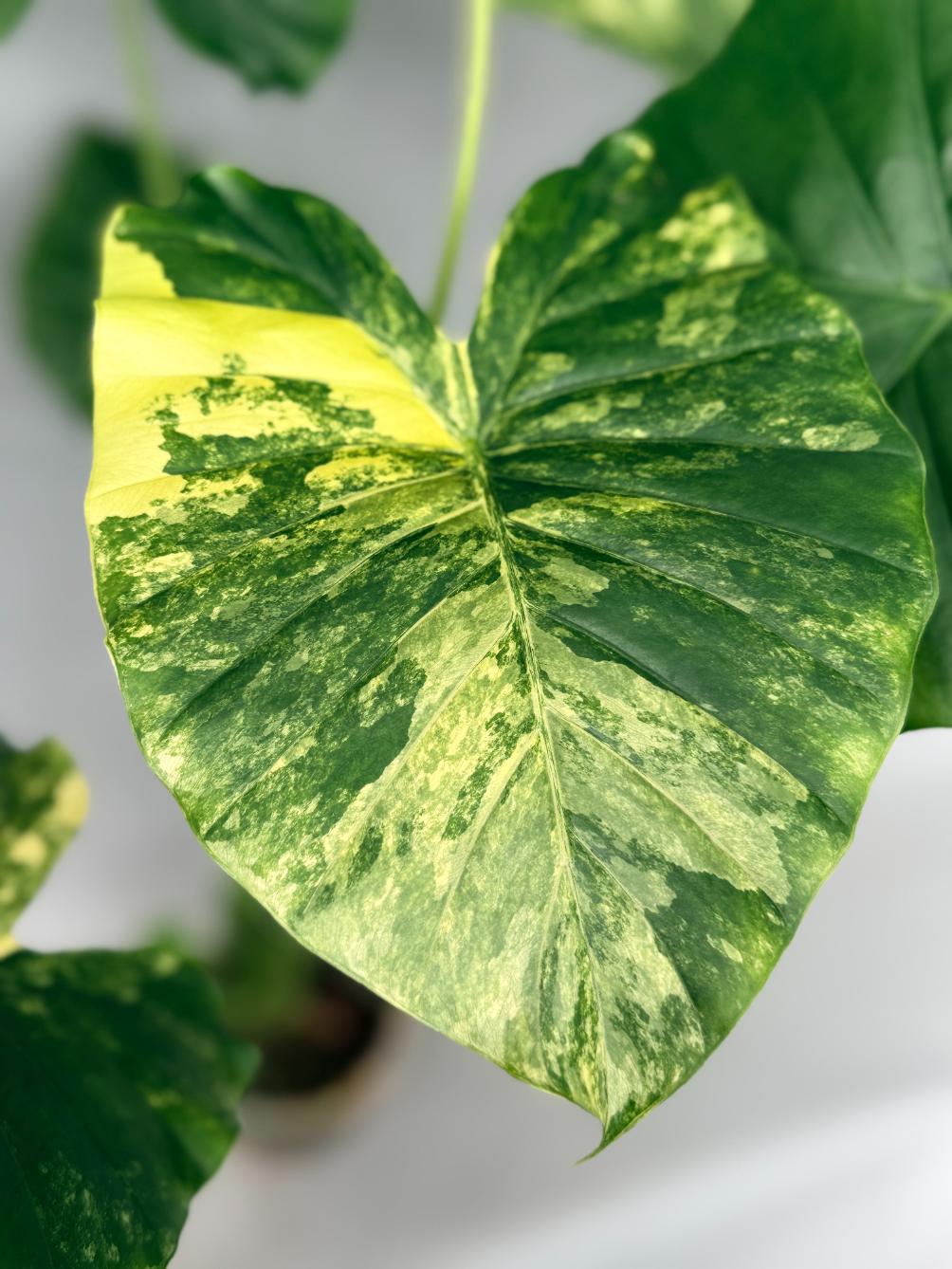 Alocasia Odora Variegata Aurea XL 07