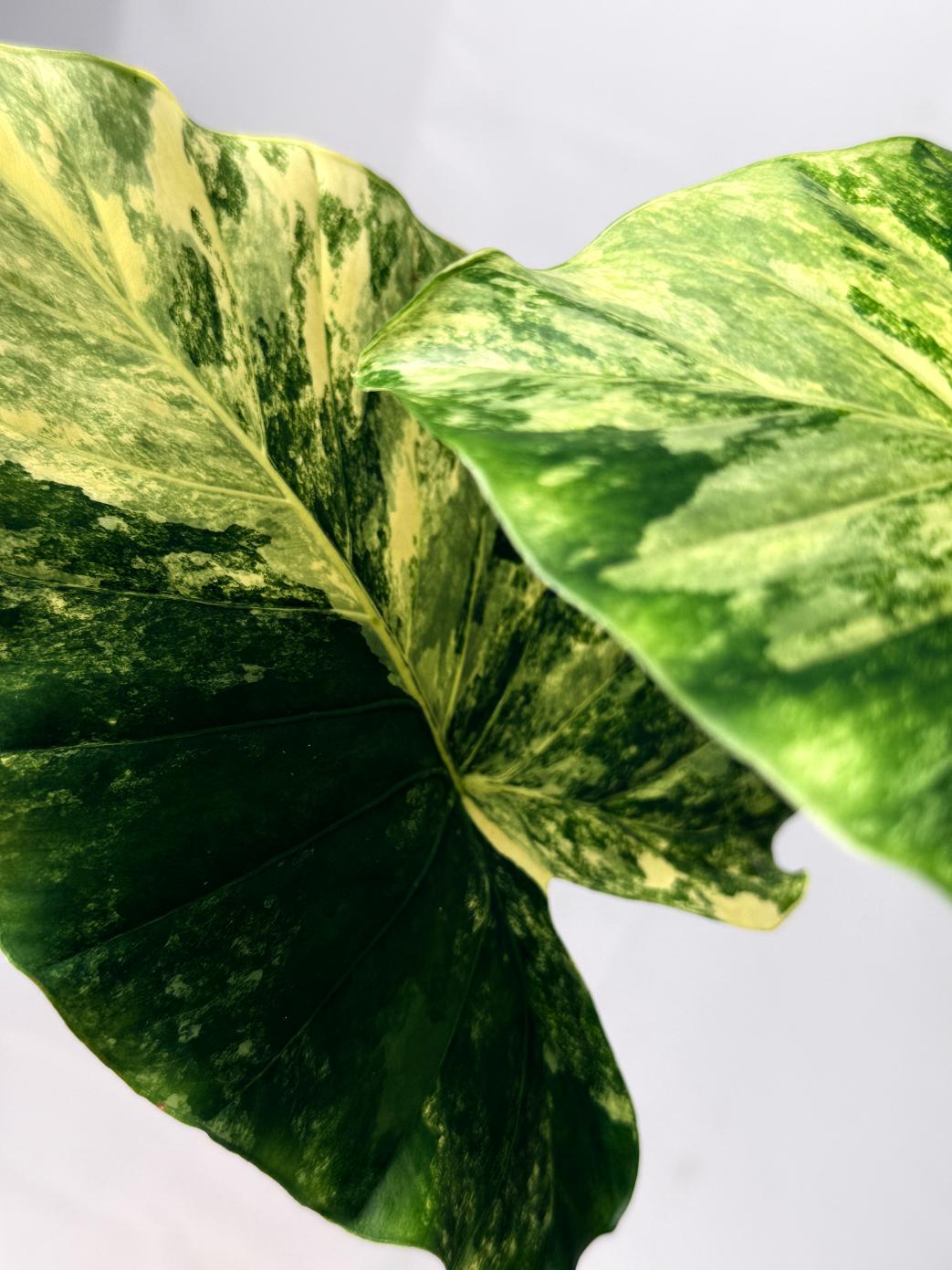 Alocasia Odora Variegata Aurea XL 02