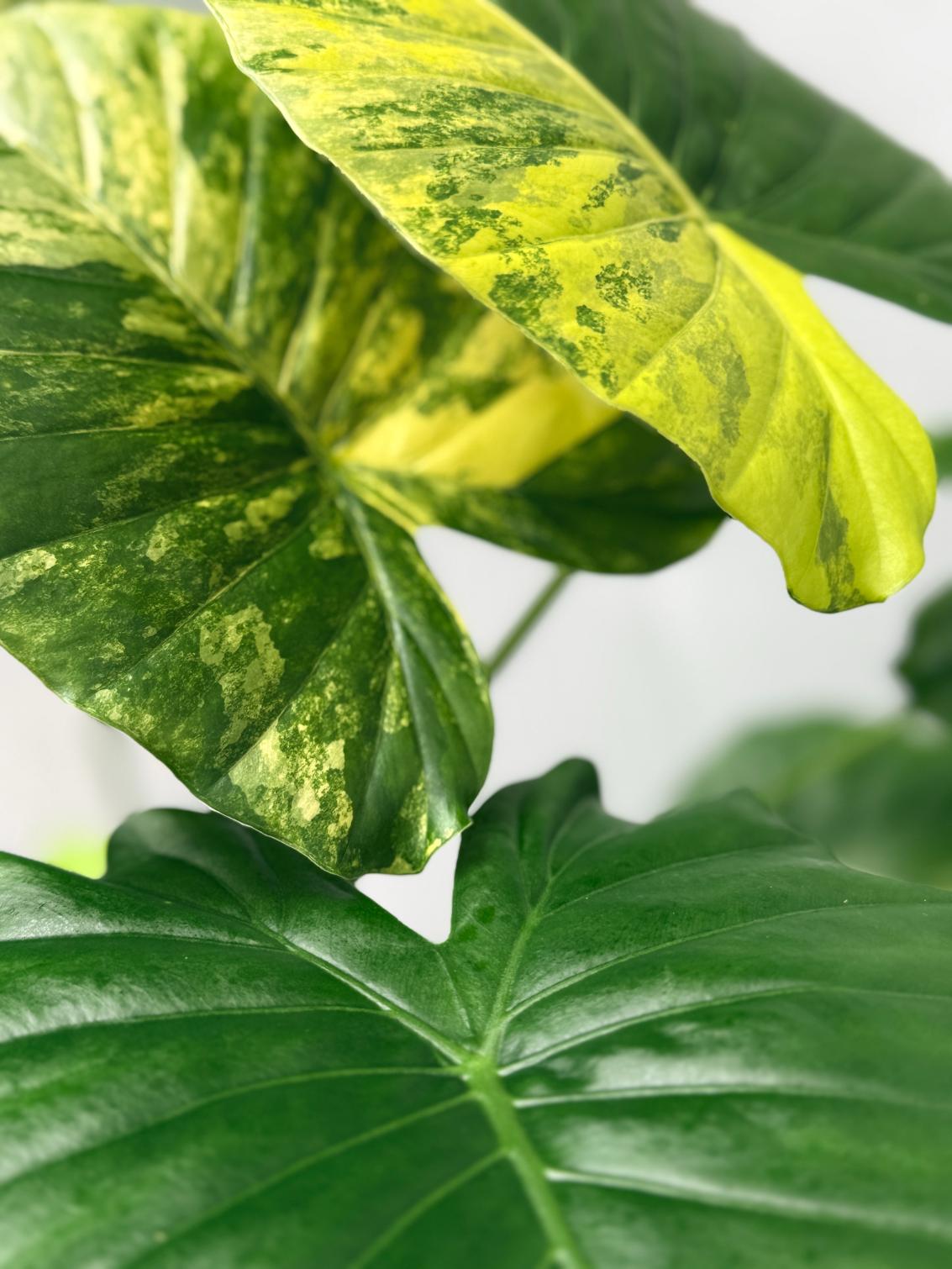 Alocasia Odora Variegata Aurea XL 03