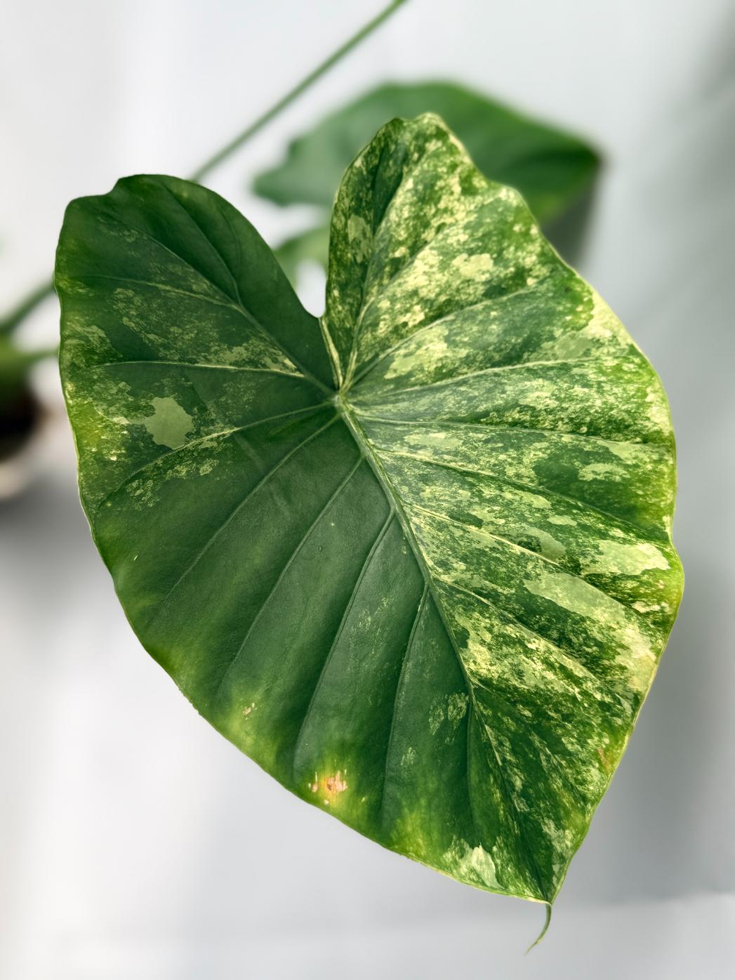 Alocasia Odora Variegata Aurea XL 04