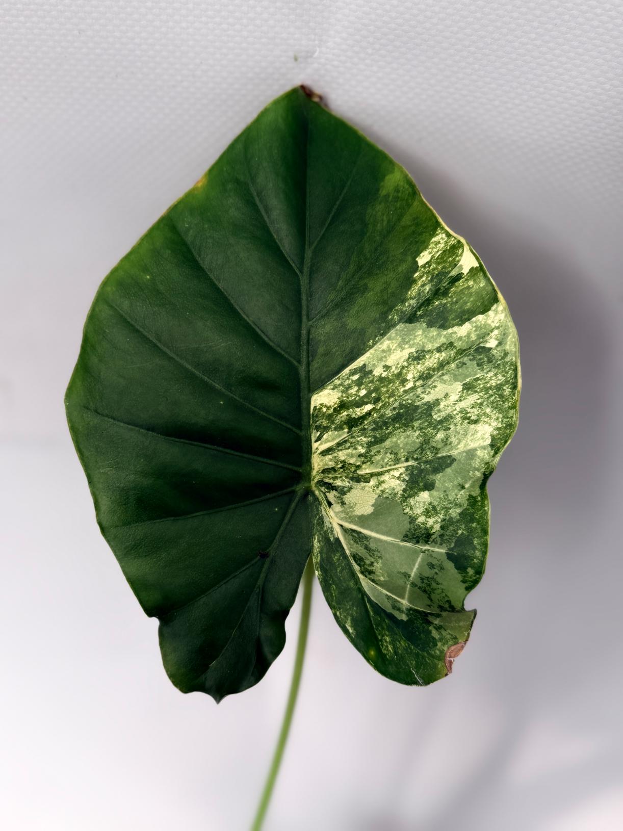 Alocasia Odora Variegata Aurea XL 05