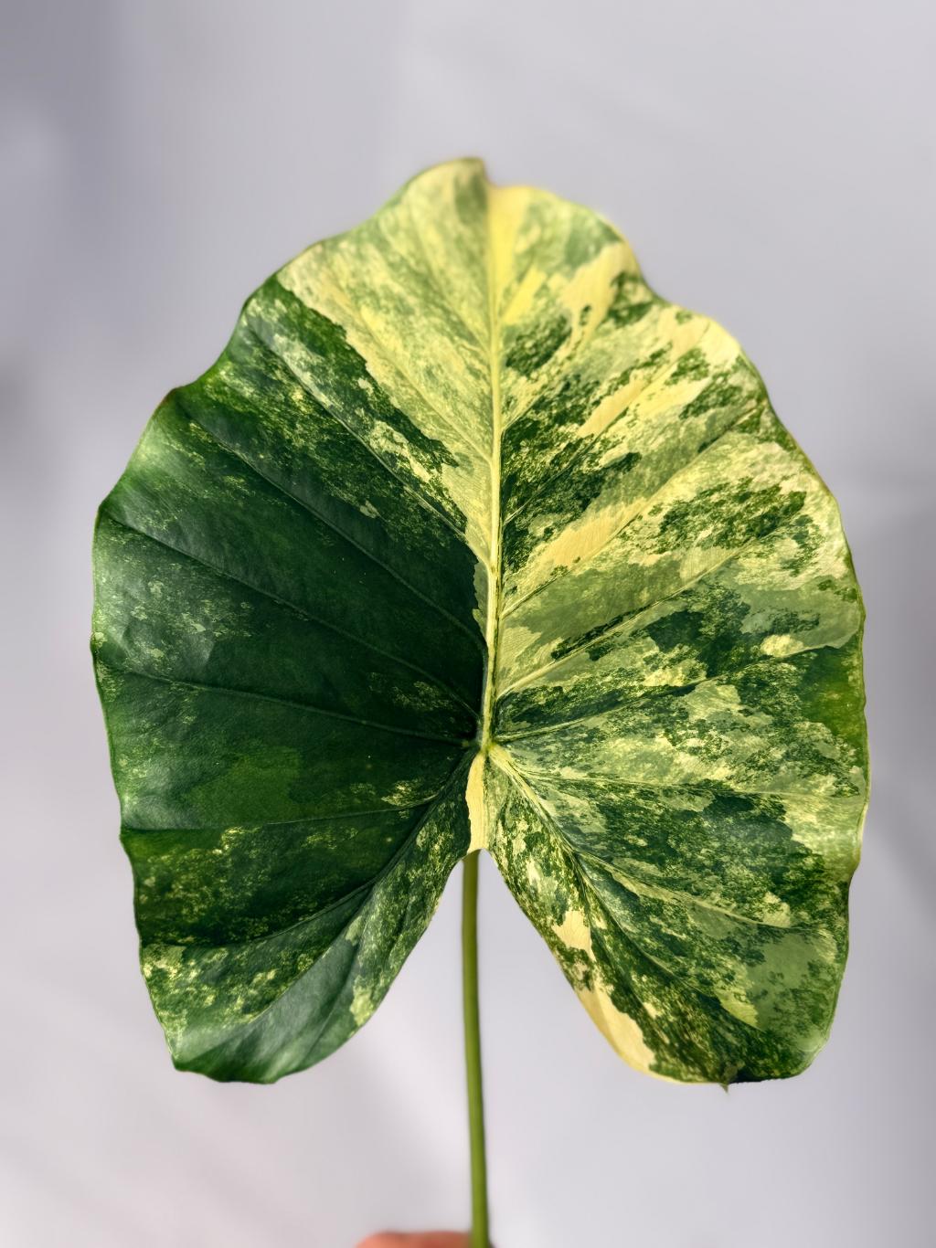 Alocasia Odora Variegata Aurea XL 06