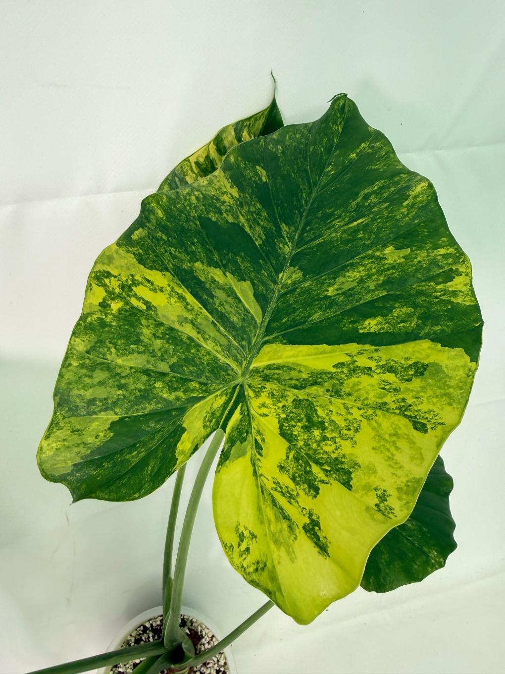 Alocasia_Odora_Variegata_Aurea_XL 2