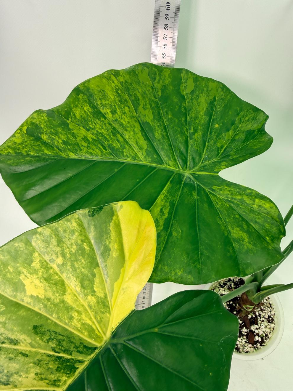 Alocasia_Odora_Variegata_Aurea_XL 8
