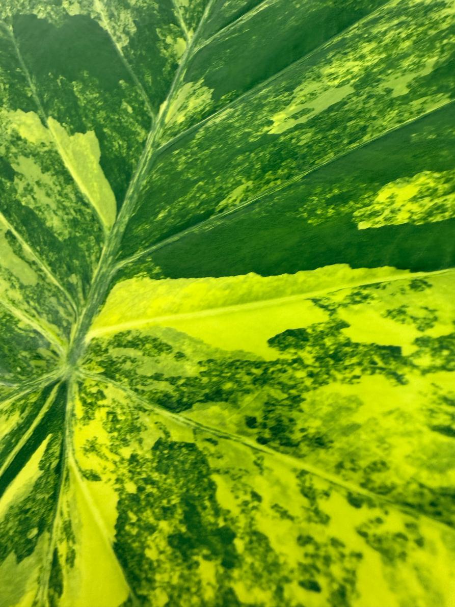 Alocasia_Odora_Variegata_Aurea_XL 3