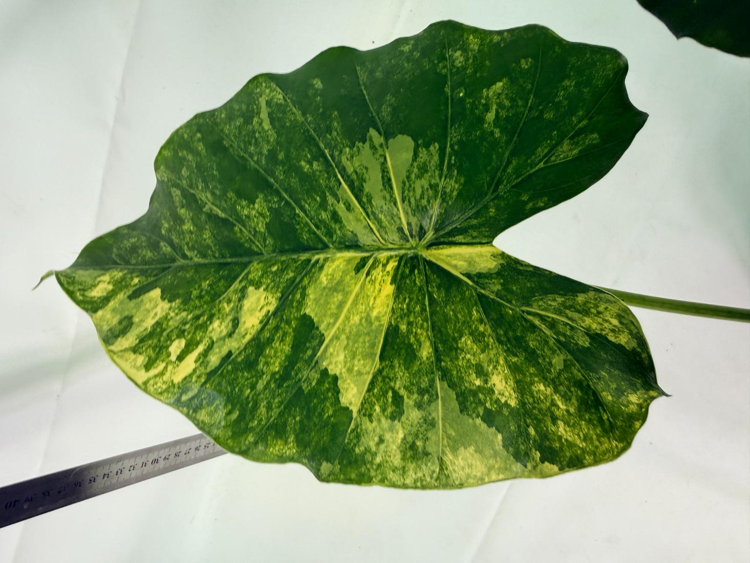 Alocasia_Odora_Variegata_Aurea_XL 9