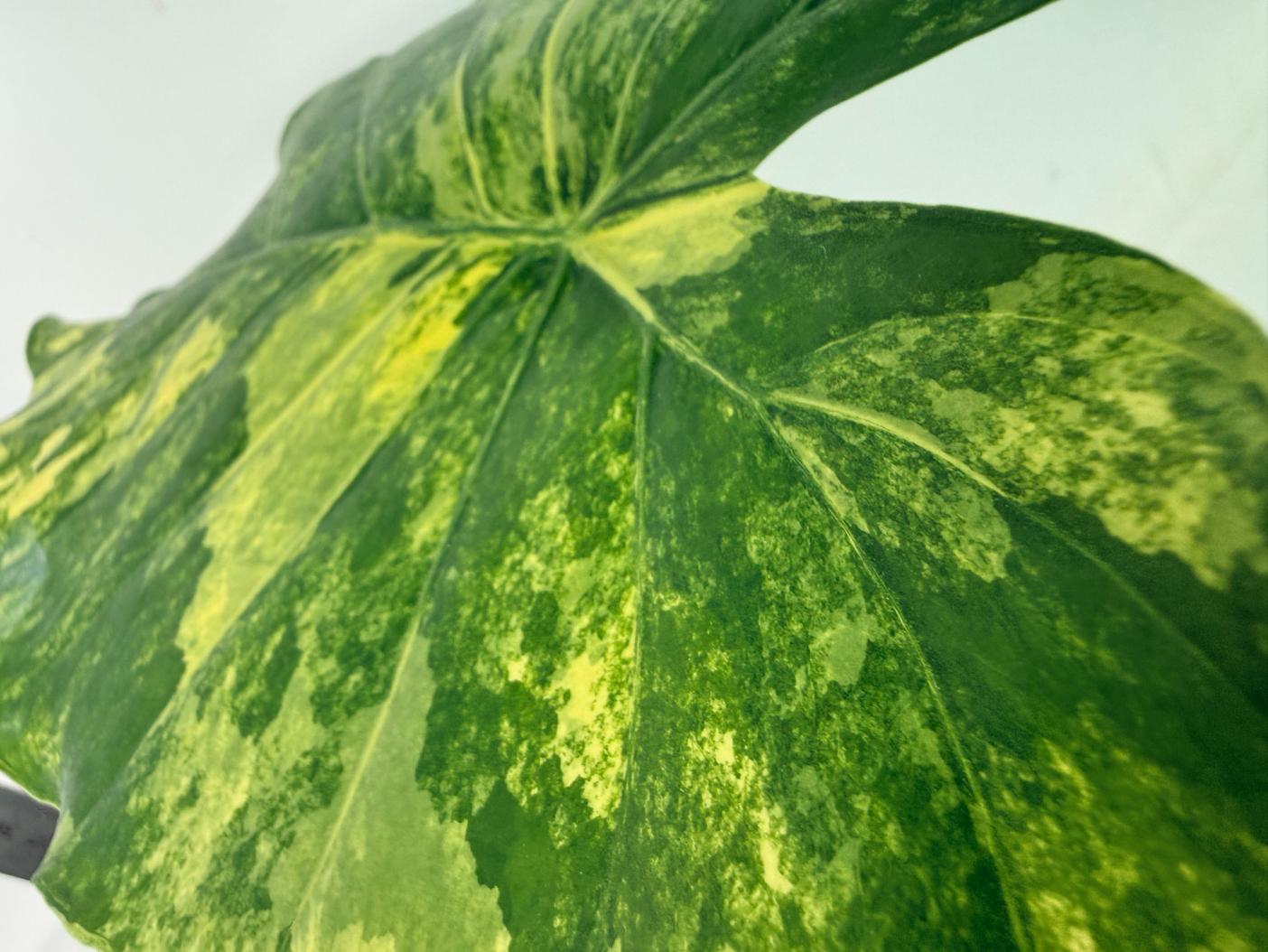 Alocasia_Odora_Variegata_Aurea_XL 4