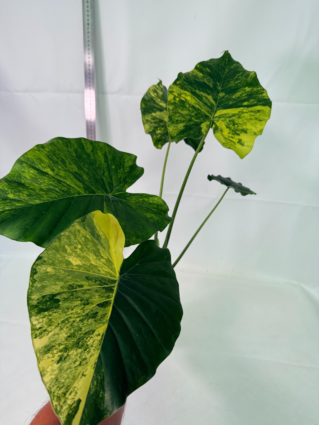 Alocasia_Odora_Variegata_Aurea_XL 5