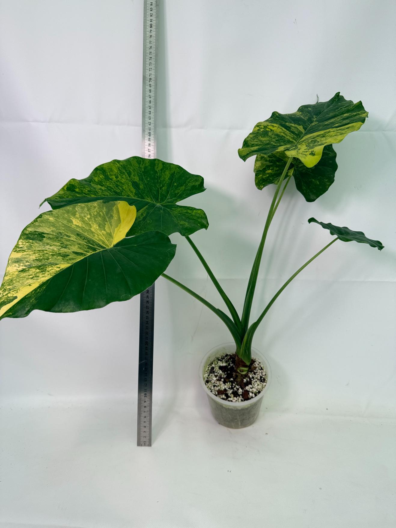 Alocasia_Odora_Variegata_Aurea_XL 1