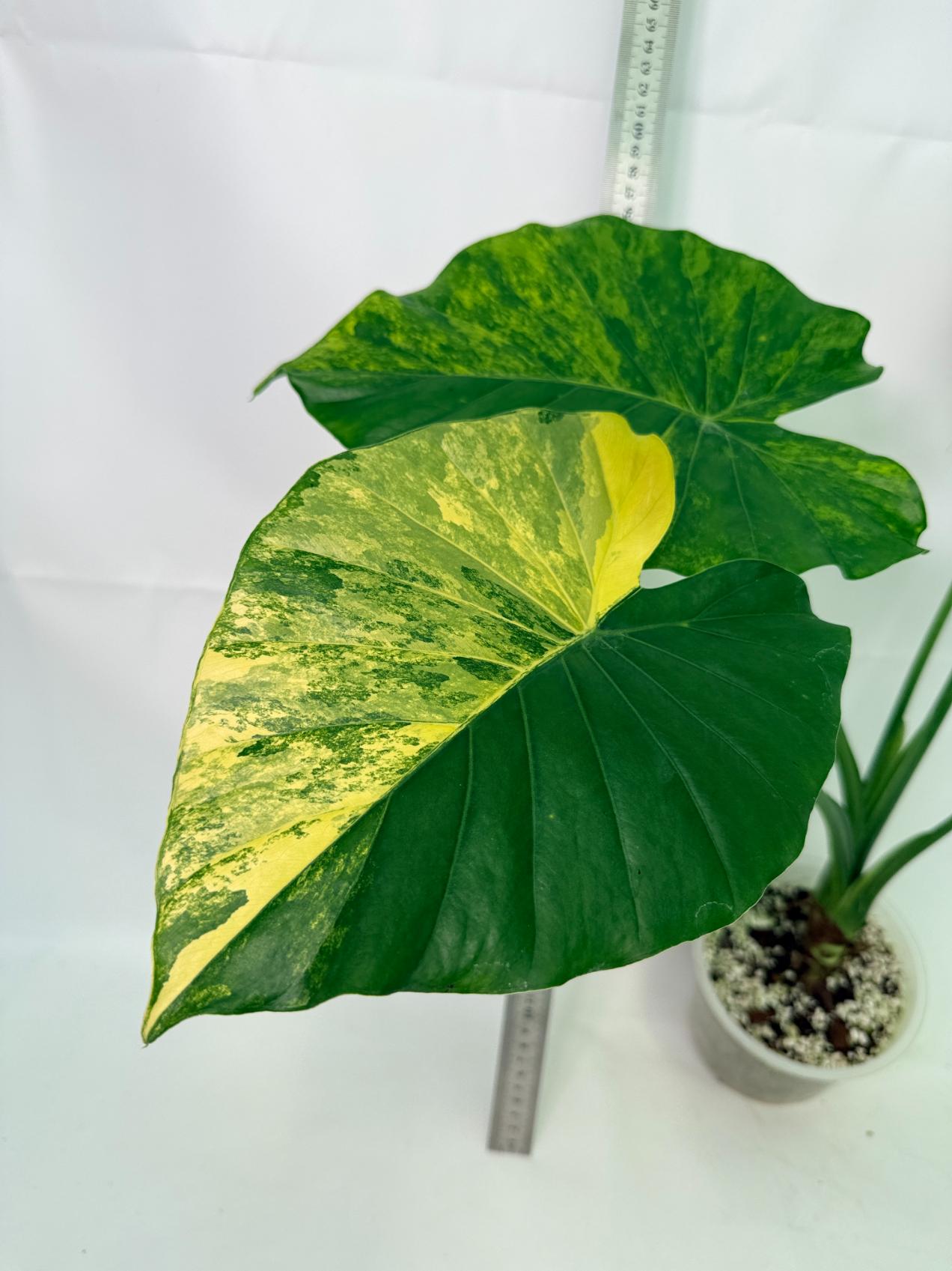 Alocasia_Odora_Variegata_Aurea_XL 6
