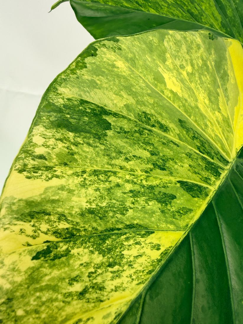 Alocasia_Odora_Variegata_Aurea_XL 7