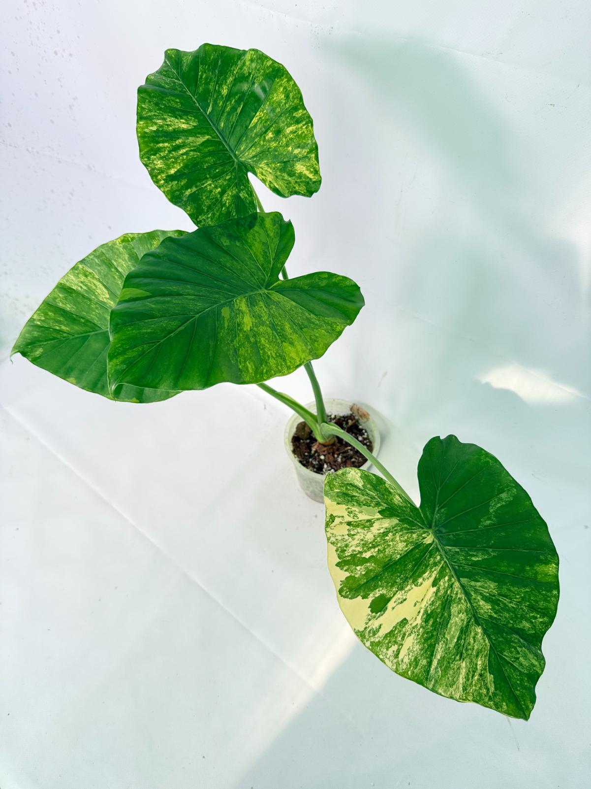 Alocasia Odora Variegata Aurea XL 09