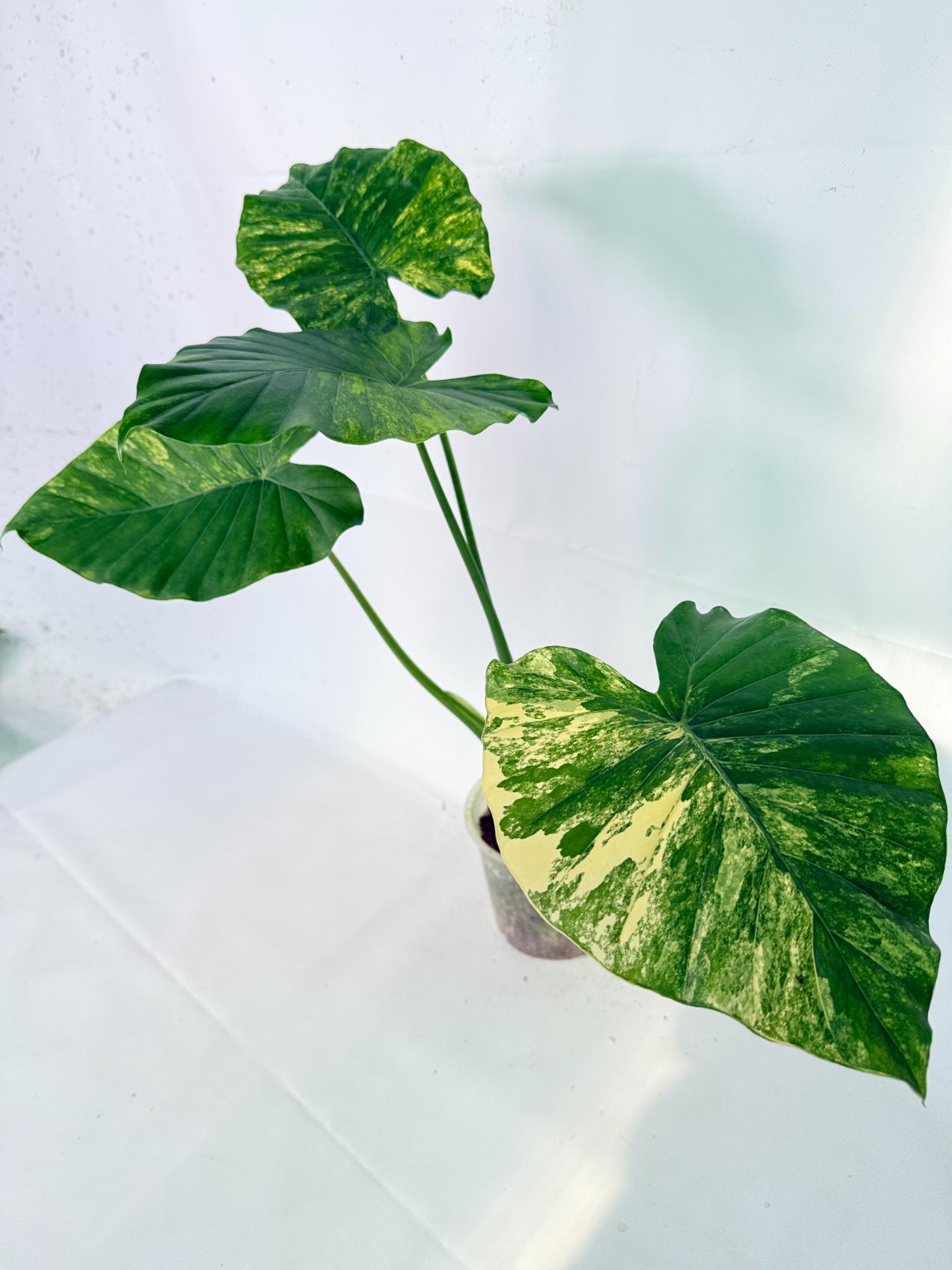 Alocasia Odora Variegata Aurea XL 10