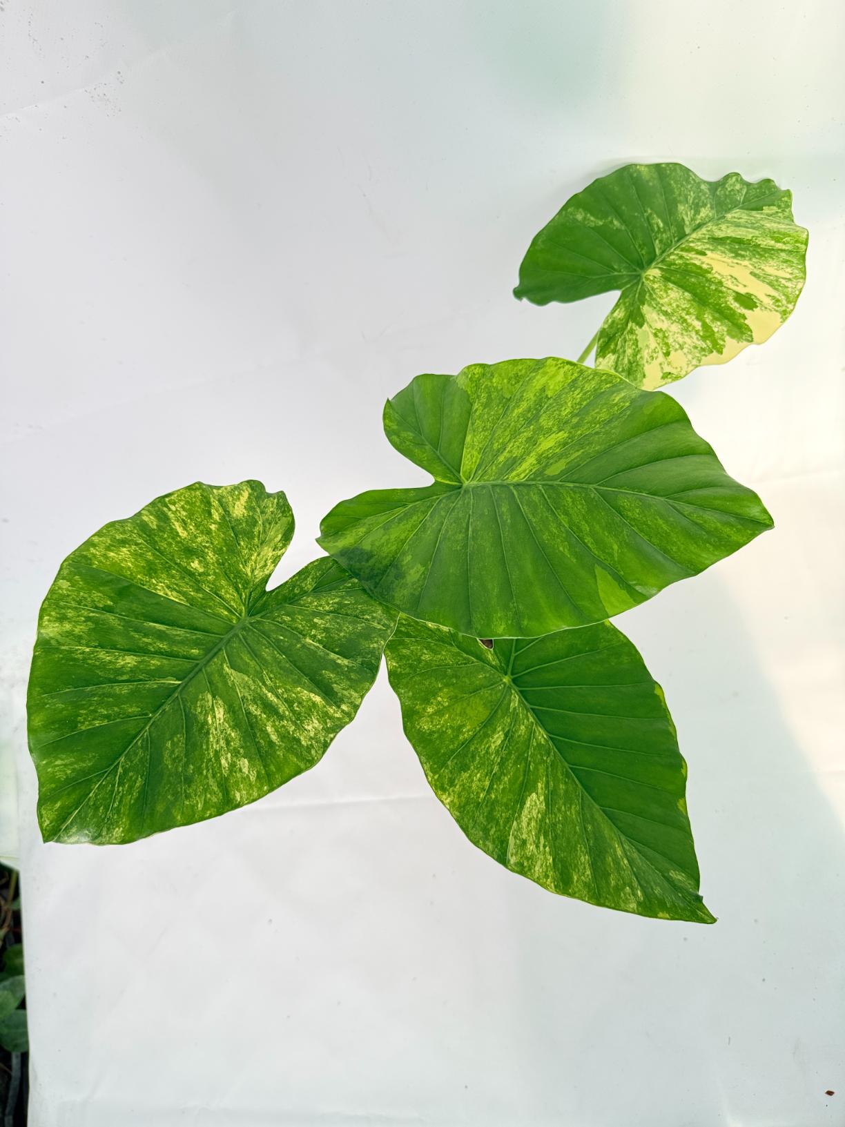 Alocasia Odora Variegata Aurea XL 01