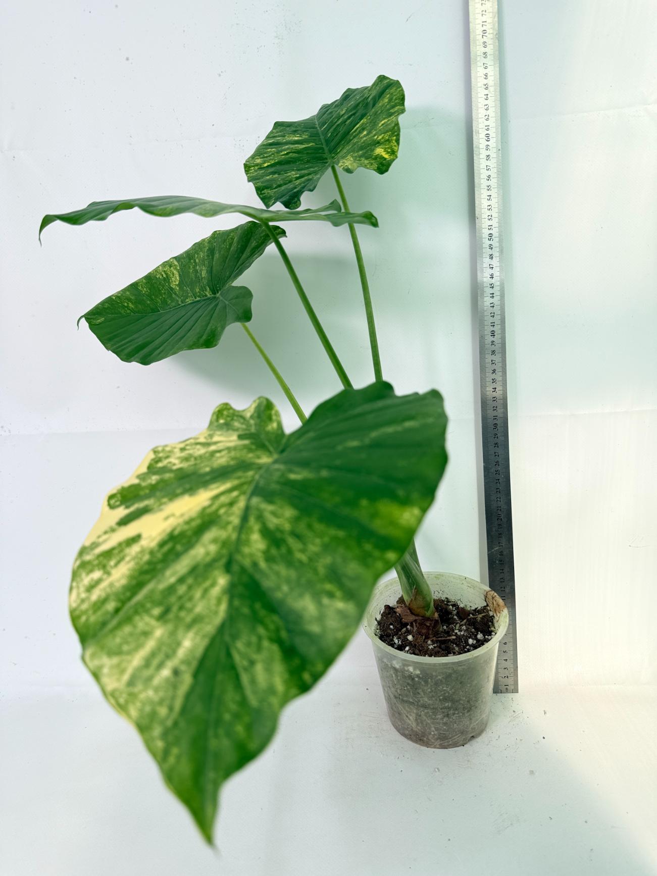 Alocasia Odora Variegata Aurea XL 02