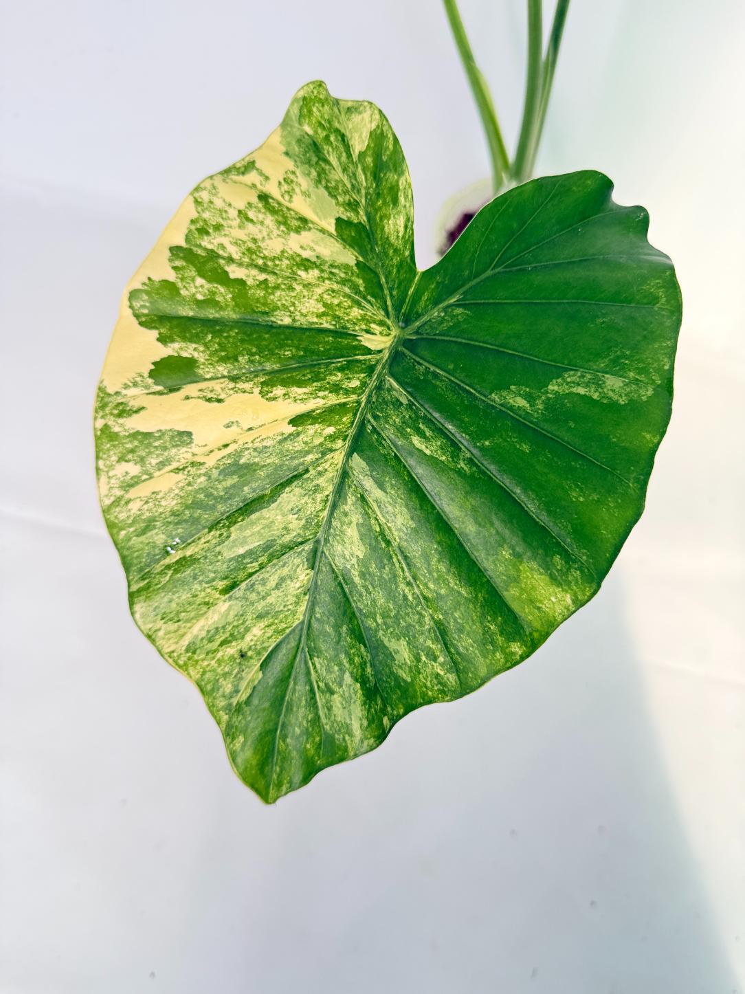 Alocasia Odora Variegata Aurea XL 03