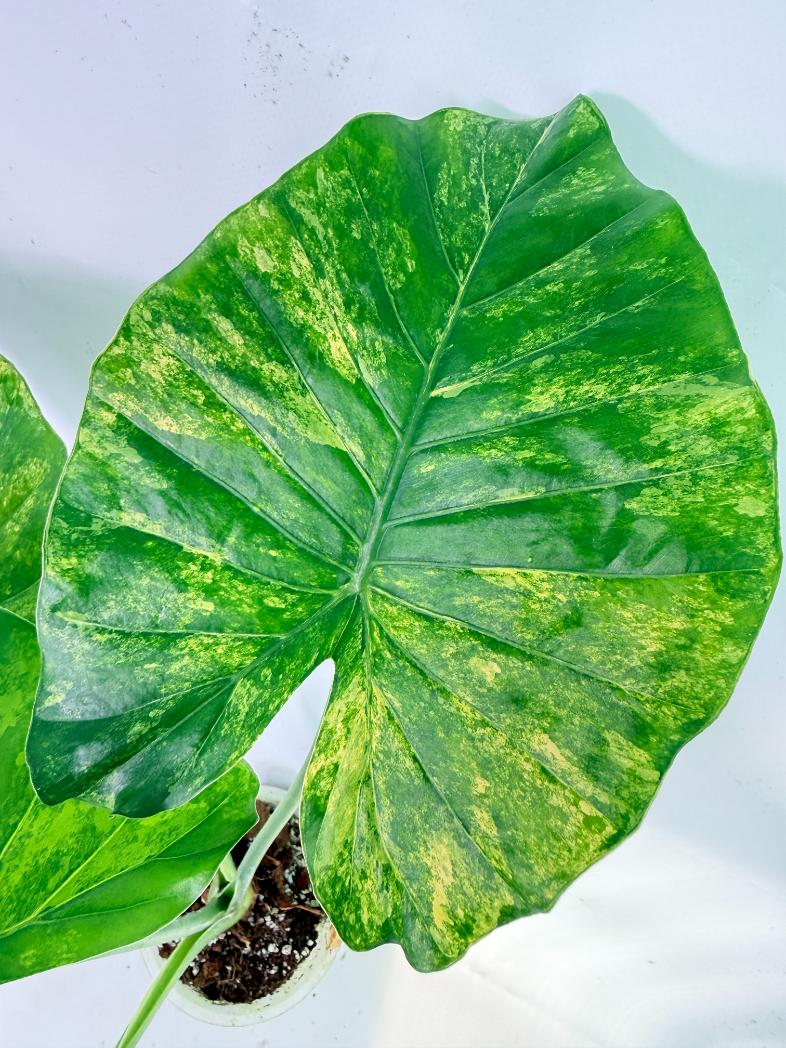 Alocasia Odora Variegata Aurea XL 04