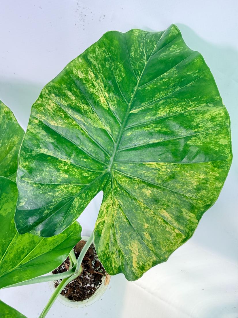 Alocasia Odora Variegata Aurea XL 05