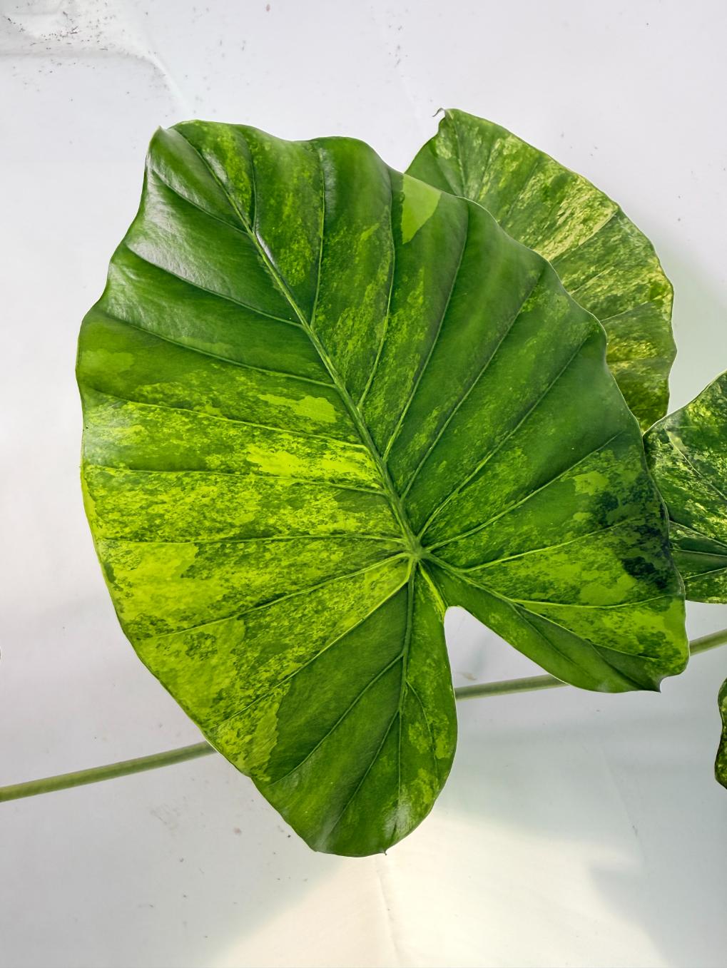 Alocasia Odora Variegata Aurea XL 06