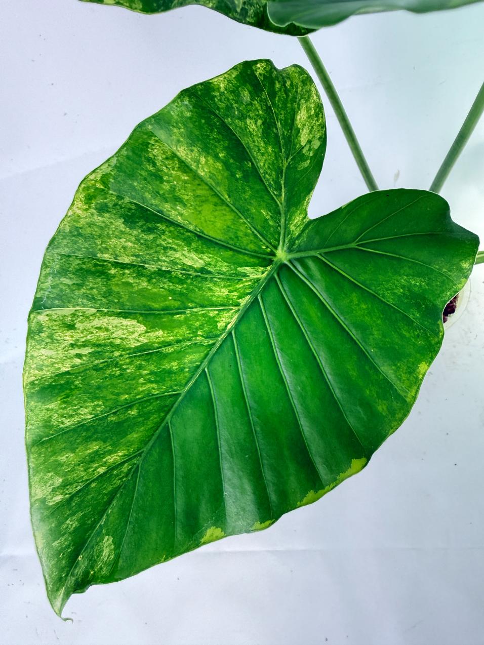 Alocasia Odora Variegata Aurea XL 07