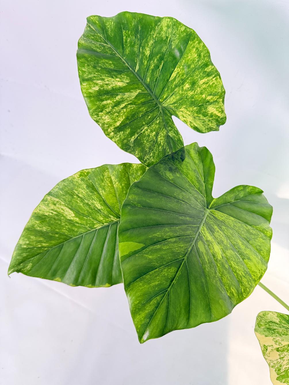 Alocasia Odora Variegata Aurea XL 08