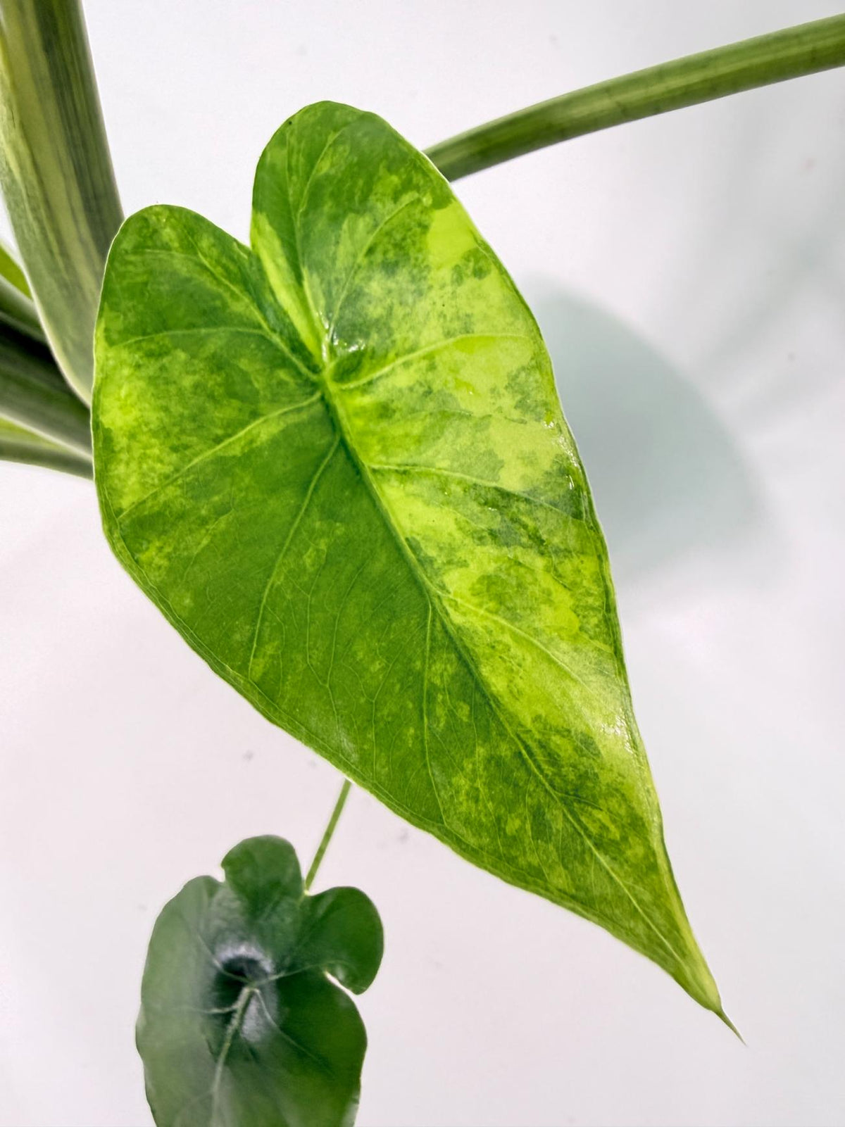 Alocasia Odora Variegata Aurea XL 08