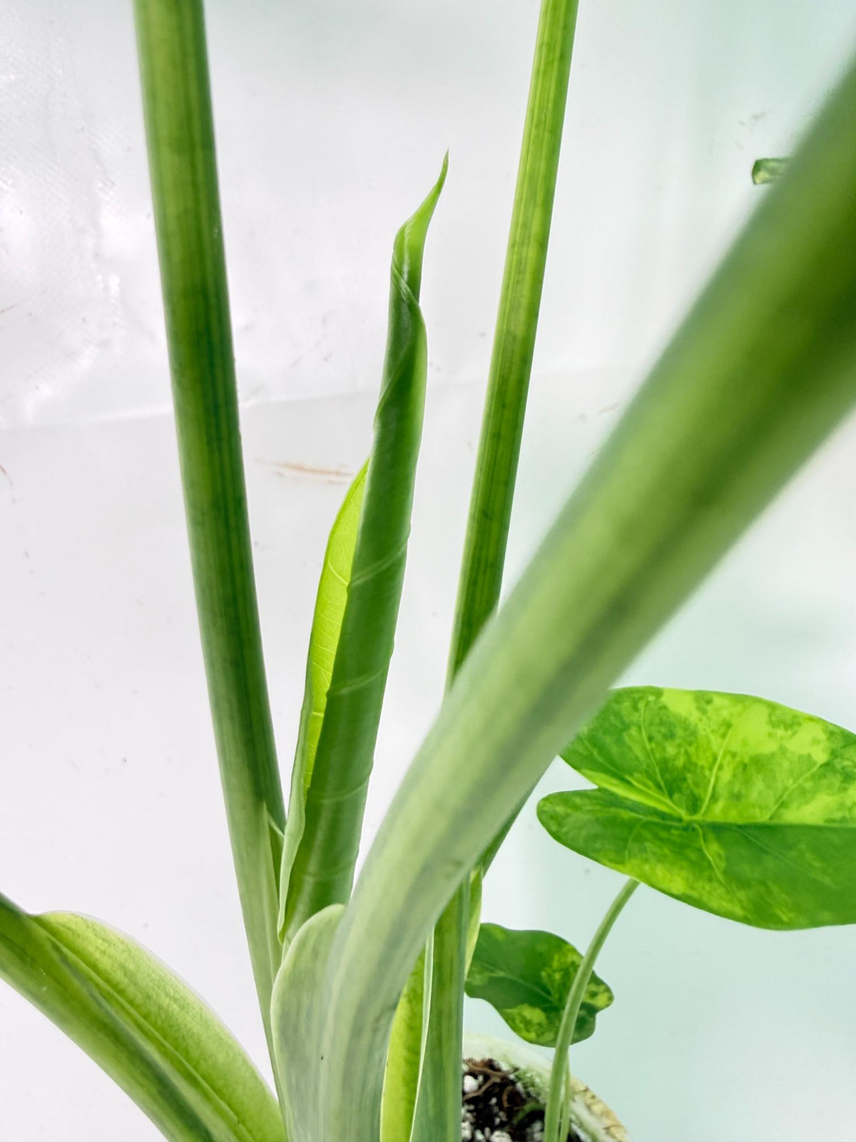 Alocasia Odora Variegata Aurea XL 09