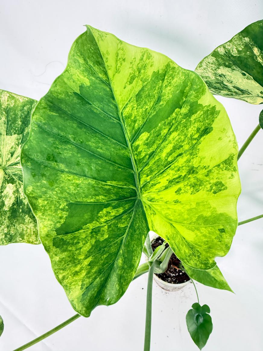 Alocasia Odora Variegata Aurea XL 04
