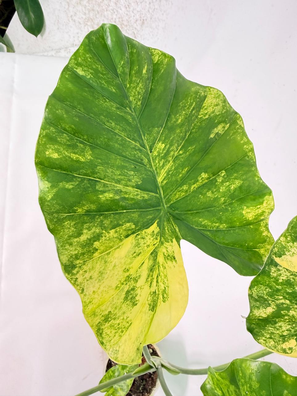 Alocasia Odora Variegata Aurea XL 03