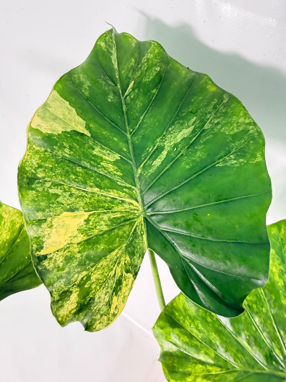 Alocasia Odora Variegata Aurea XL 05