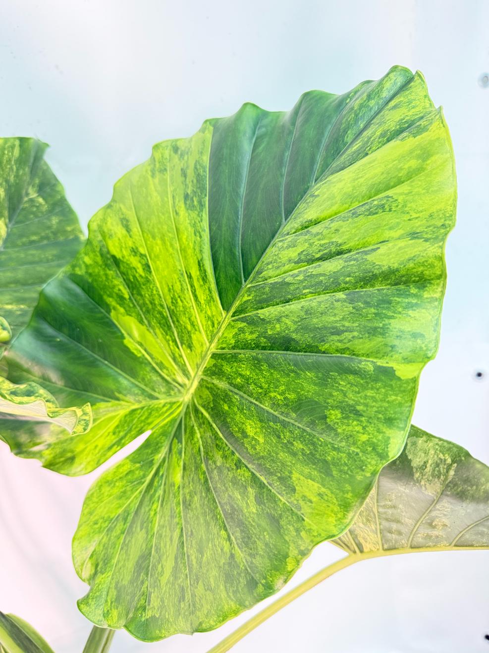Alocasia Odora Variegata Aurea XXL 3
