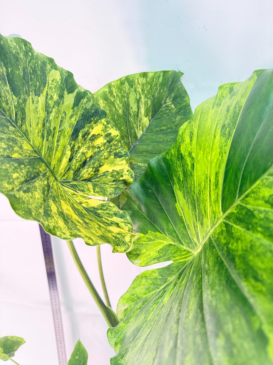 Alocasia Odora Variegata Aurea XXL 6