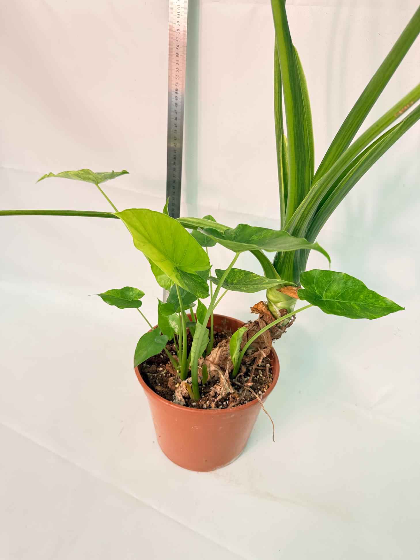 Alocasia Odora Variegata Aurea XXL 9