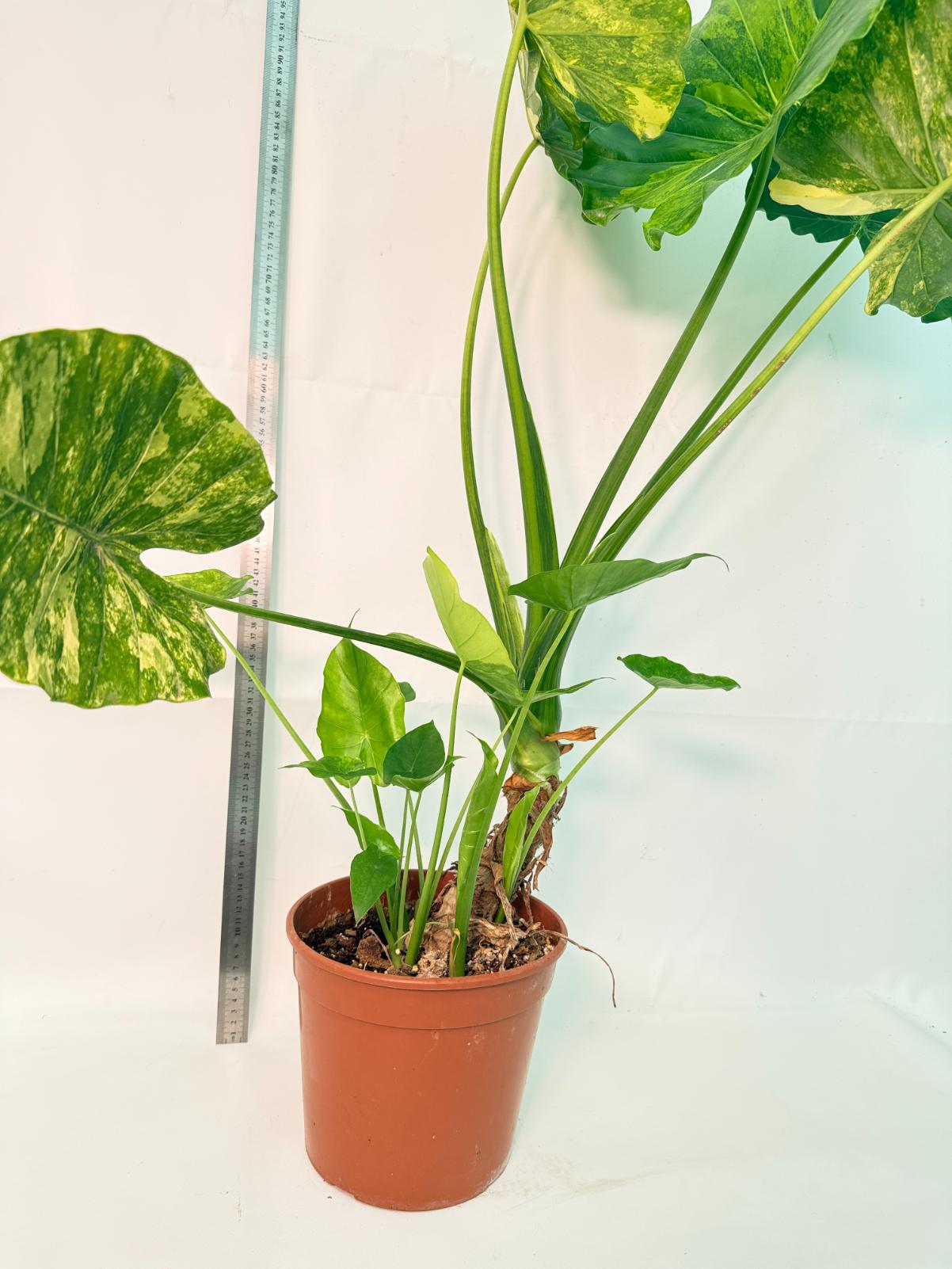 Alocasia Odora Variegata Aurea XXL 4