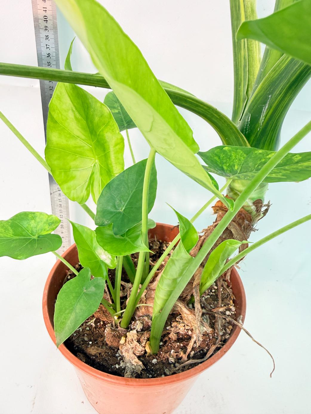 Alocasia Odora Variegata Aurea XXL 12