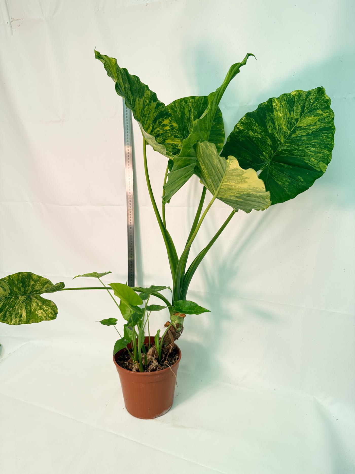 Alocasia Odora Variegata Aurea XXL 5