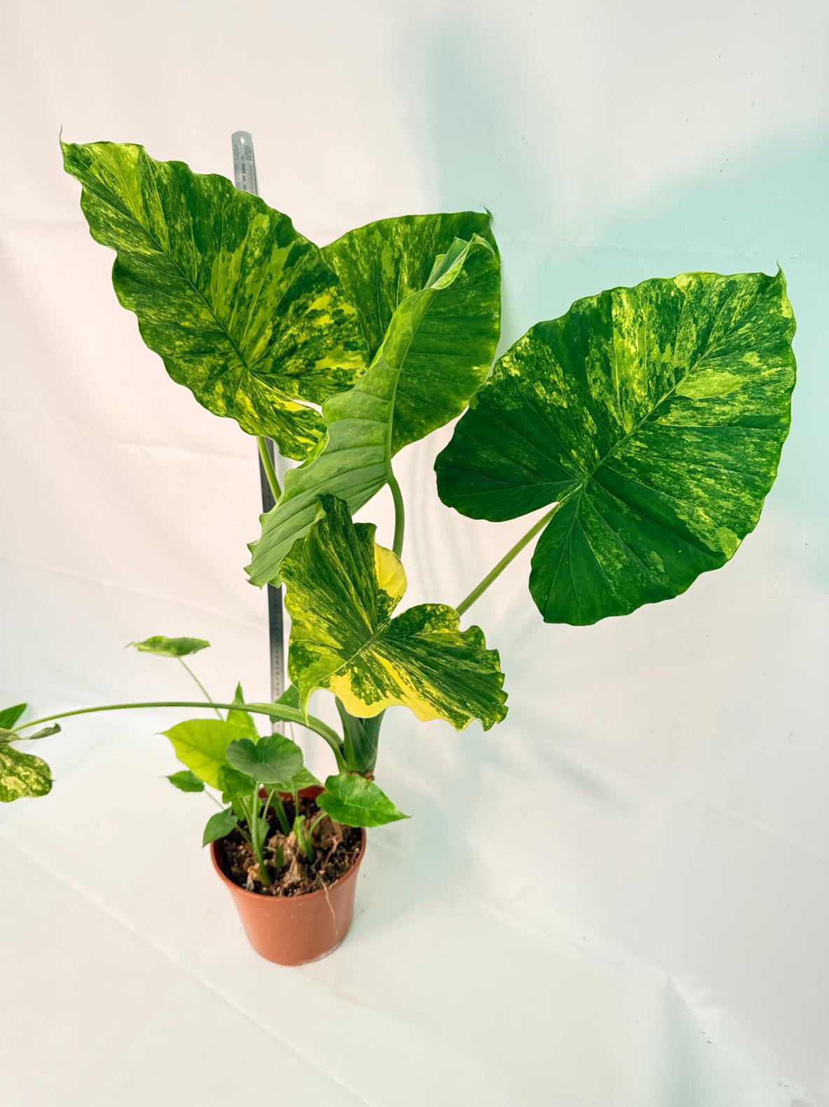 Alocasia Odora Variegata Aurea XXL 1