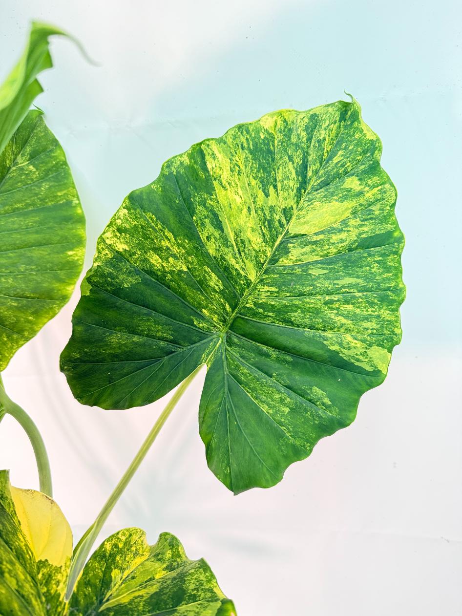 Alocasia Odora Variegata Aurea XXL 7