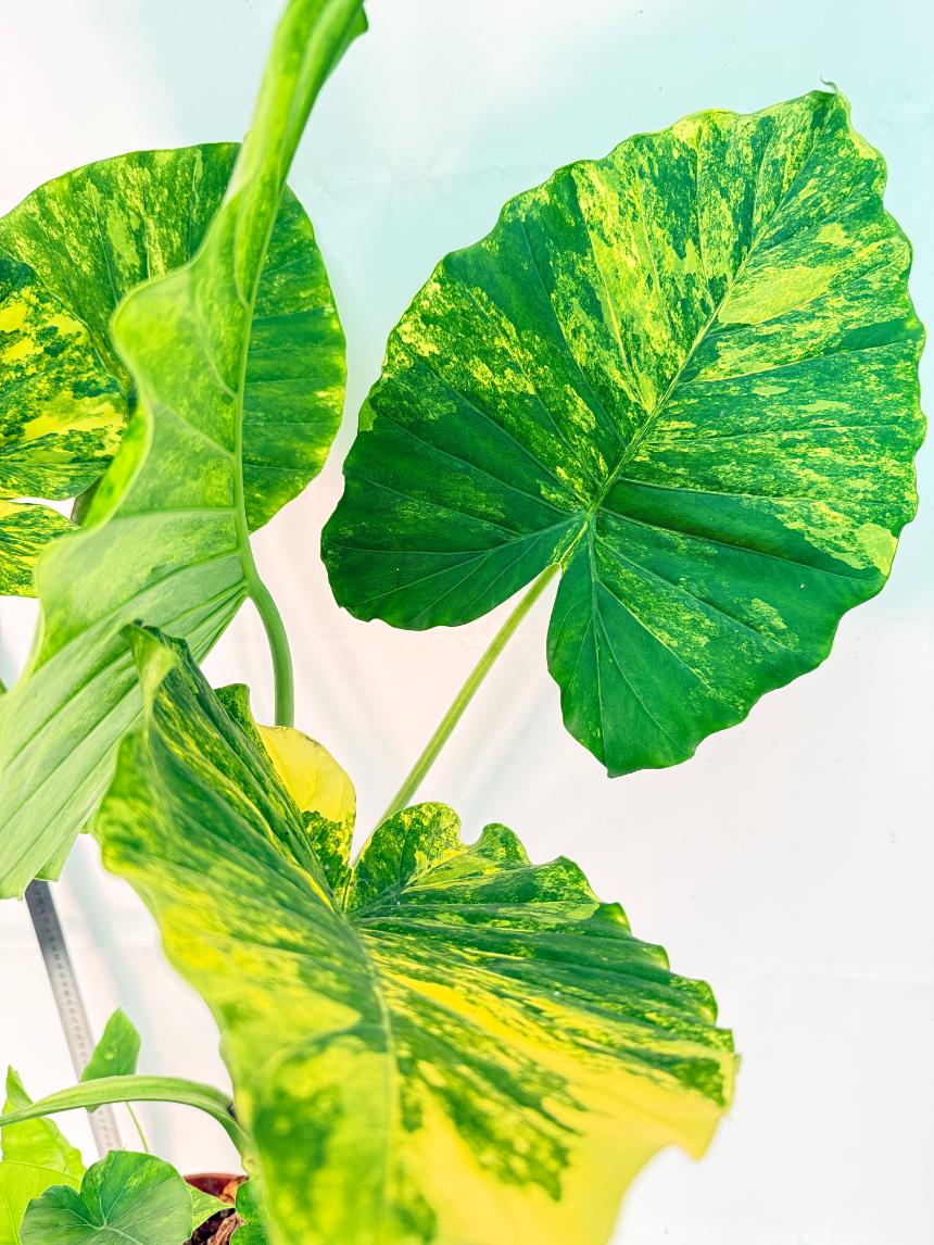 Alocasia Odora Variegata Aurea XXL 11