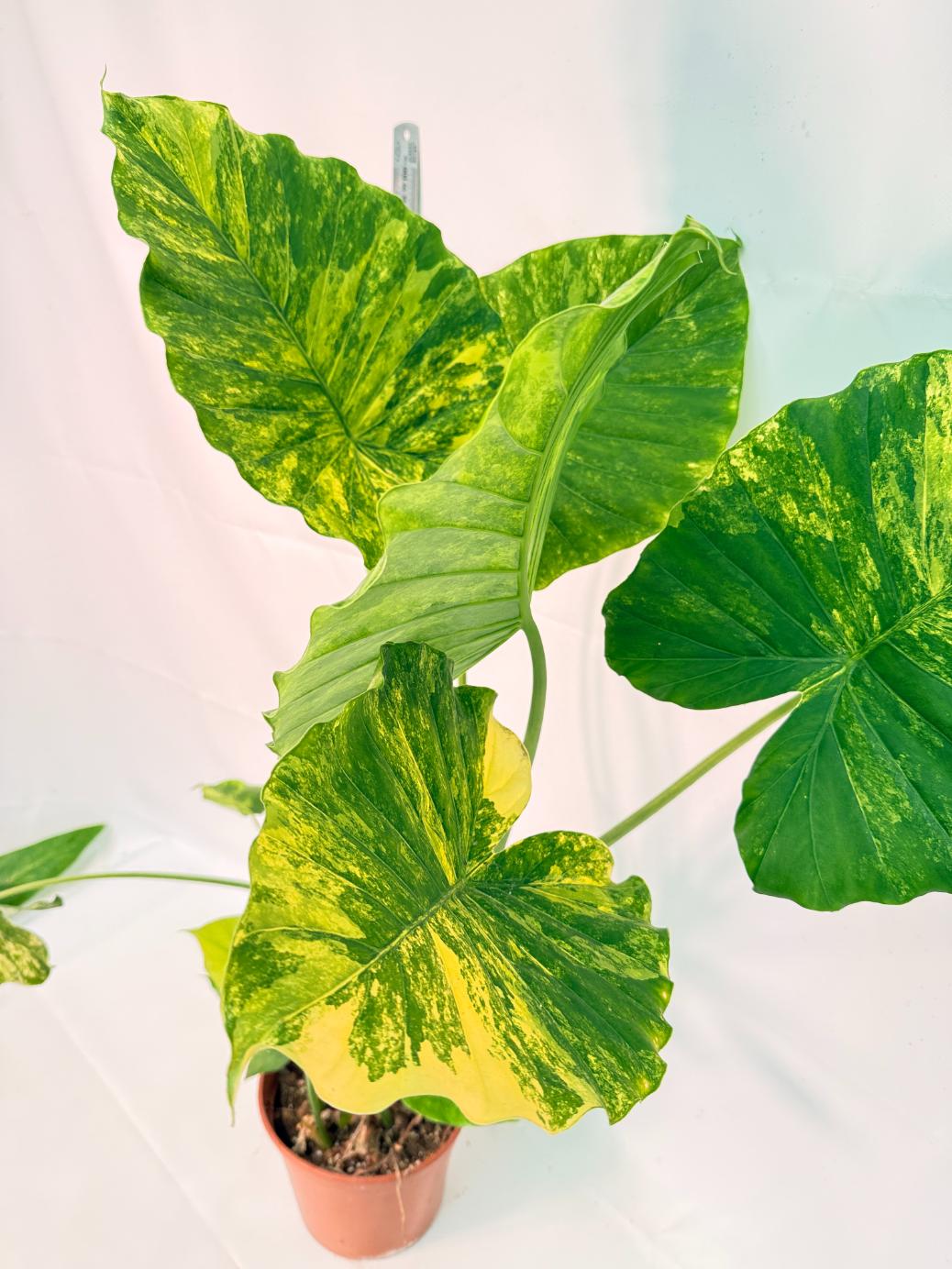 Alocasia Odora Variegata Aurea XXL 8
