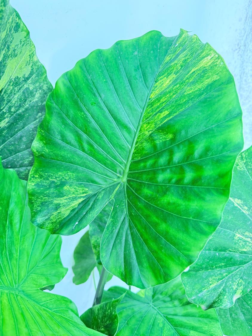Alocasia Odora Variegata Aurea XXL 08